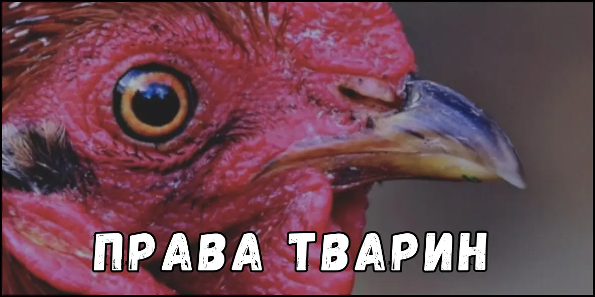 Права Тварин