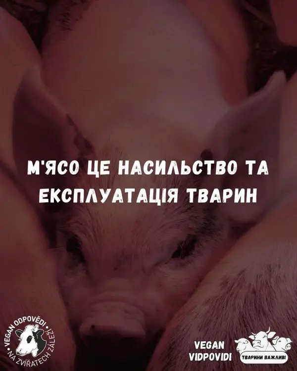 Чому м'ясо це насильство та експлуатація Тварин