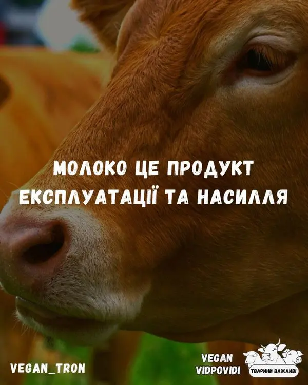 Чому веганки та вегани не вживають молоко